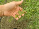 Picture 076(1)