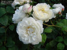 winchester cathedral rose