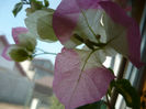 P1050245