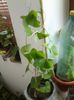 aristolochia elegans -mii de multumiri