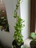 discorea elephantipes