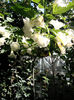 Brugmansia alb%u0103