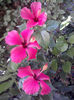 Hibi cairo rosa