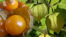 physalis