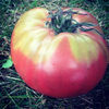 tomate ponderosa pink