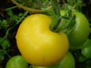 tomate portocalii