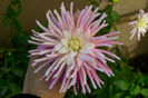 Dalia roz oct