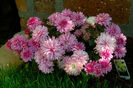 Tufanica roz oct