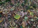 DSCN5779