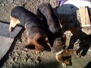 IMG00914-20131022-1057