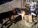 IMG00915-20131022-1057