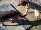 IMG00919-20131022-1058