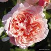 ROSE DE TOLBIAC_NU