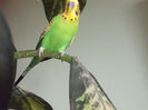 DSCF0295