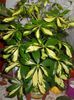 schefflera