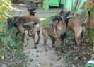 catei 25.1027