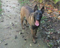 Iaro Bliss - female, 5,5 months