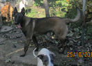 Iaro Bliss - female, 5,5 months