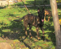 Iaro Bliss - female, 5,5 months