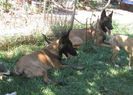 Iaro Blade - male, 4,5 months