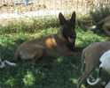 Iaro Blade - male, 4,5 months