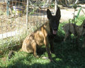 Iaro Blade - male, 4,5 months