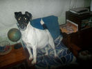 Fox Terrier Neted! 002