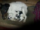 Fox Terrier Neted! 004 Si puii lor!