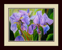 BlueIrises1a