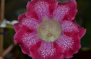 Tigrina Red Zmeura