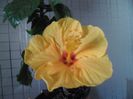 Kioto Yelow