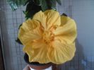 Kioto Yelow