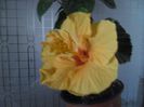 Kioto Yelow