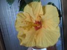 Kioto Yelow