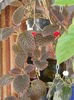 episcia