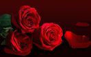 trandafiri-rosii-poze-i17