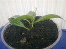 cv rebbeca