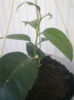 multiflora