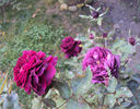 DSC01152