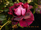 DSCN4294