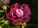 DSCN4301