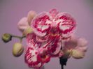 DSCF1366