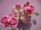 DSCF1369