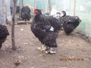 93190391_AFGHTTC3