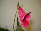 DSC03734