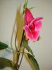 DSC03738