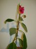 DSC03739