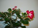 DSC03745