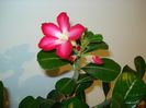 DSC03746