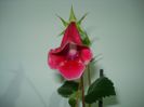 DSC03757